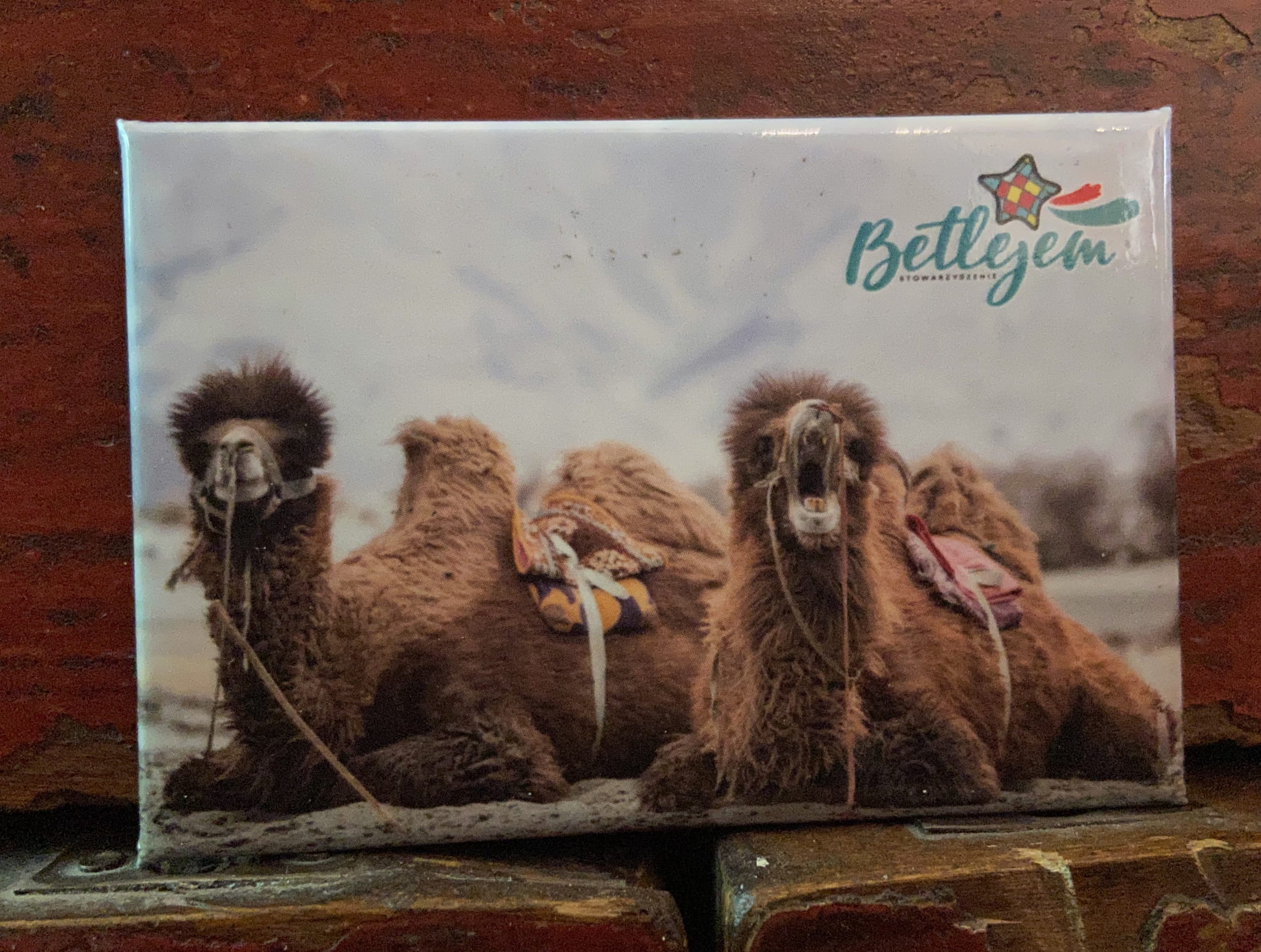 Magnes - Wielbłąd (wersja 2)