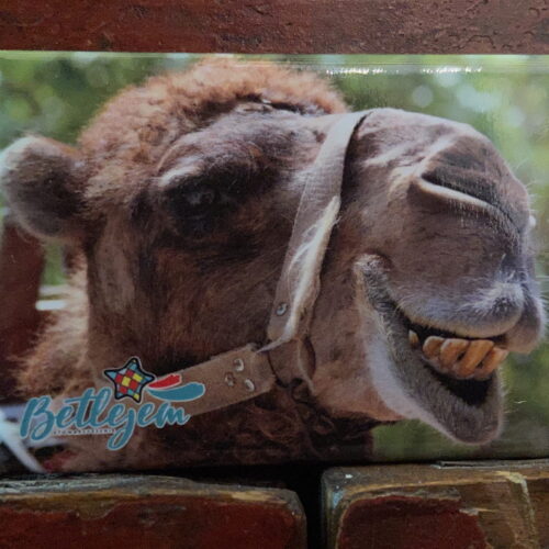 Magnes - wielbłąd (wersja 3)