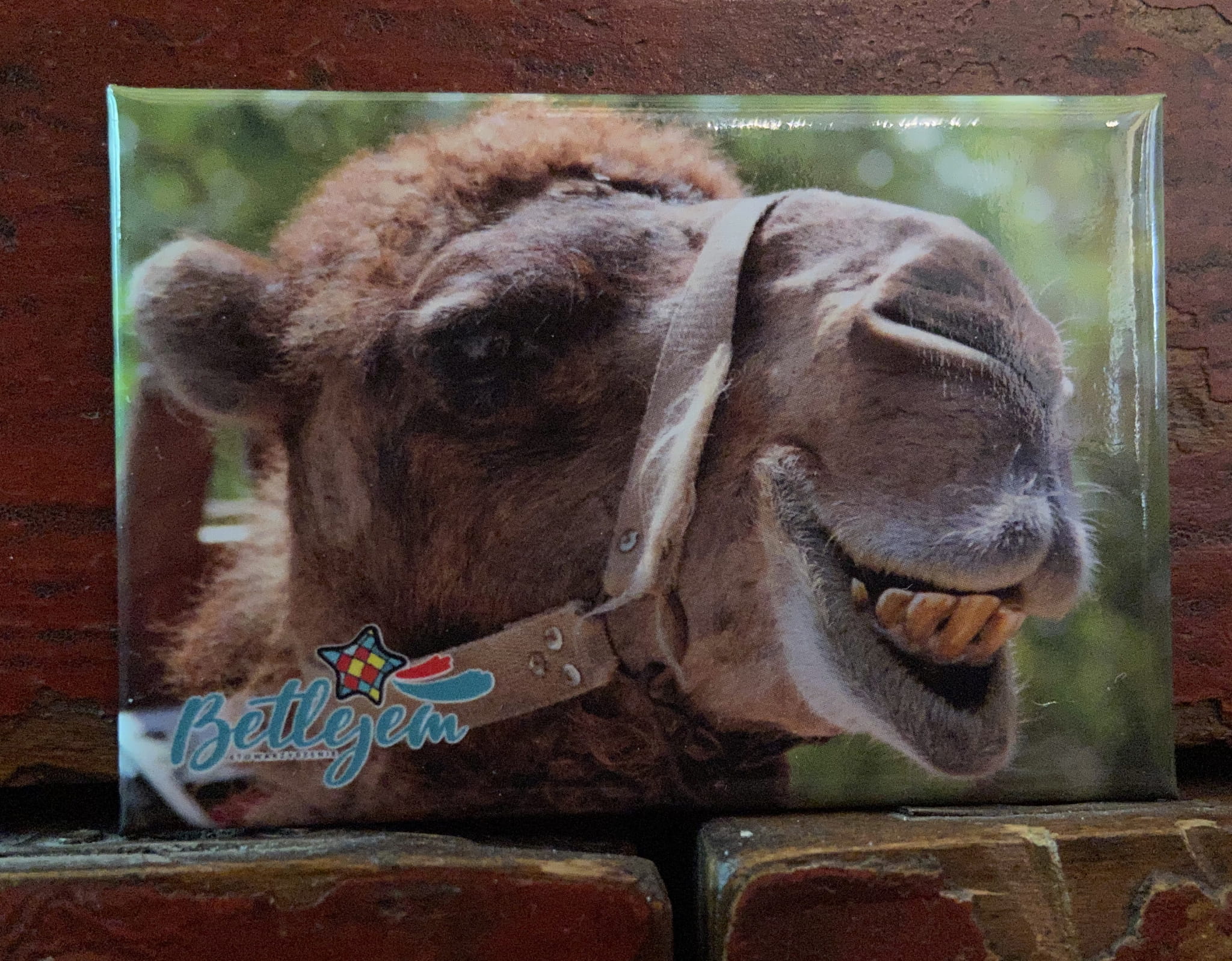 Magnes - wielbłąd (wersja 3)